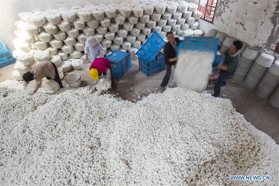 #CHINA-JIANGSU-HAI'AN-SILKWORM COCOON (CN)