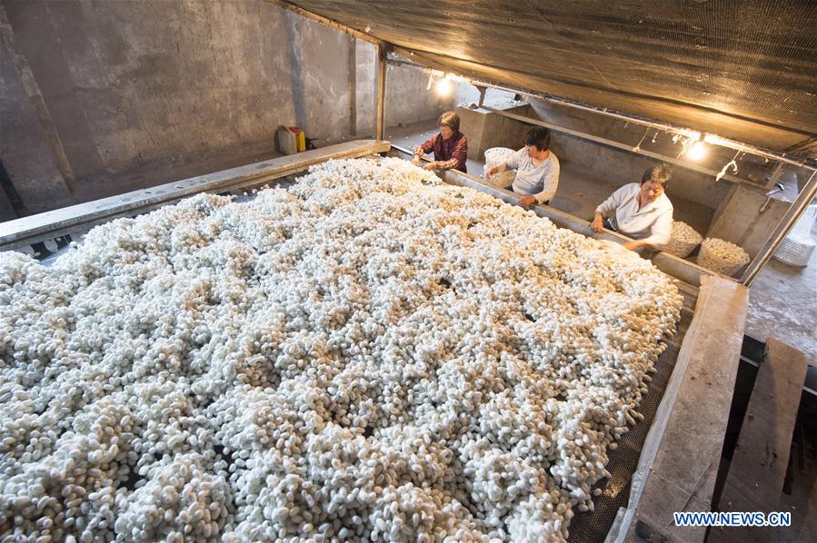 #CHINA-JIANGSU-HAI'AN-SILKWORM COCOON (CN)