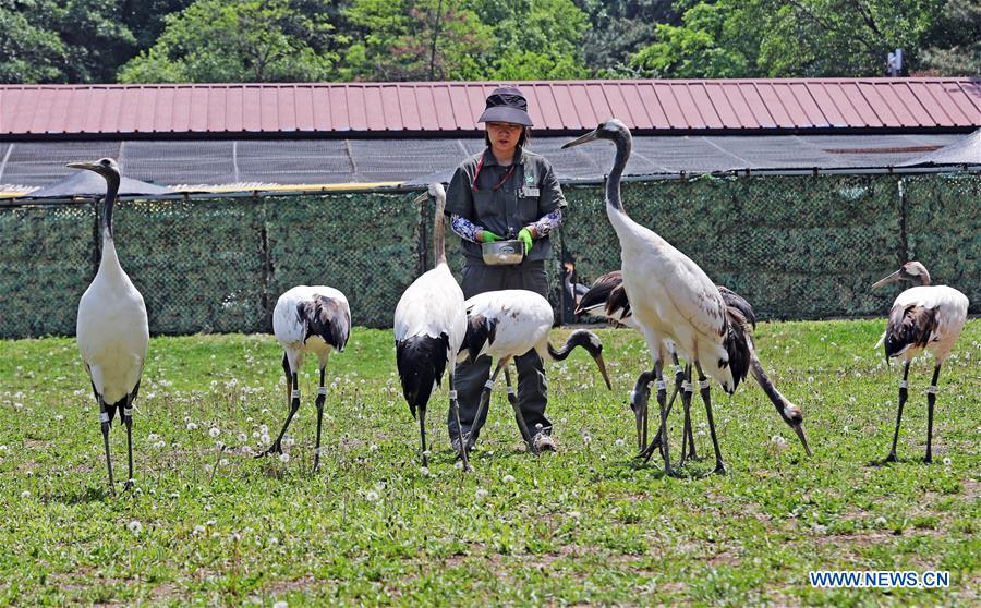 CHINA-SHENYANG-FOREST ZOOLOGICAL GARDEN-RED-CROWNED CRANES (CN)