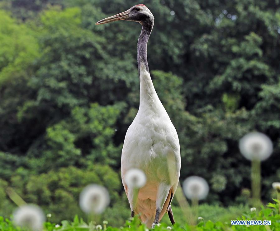 CHINA-SHENYANG-FOREST ZOOLOGICAL GARDEN-RED-CROWNED CRANES (CN)