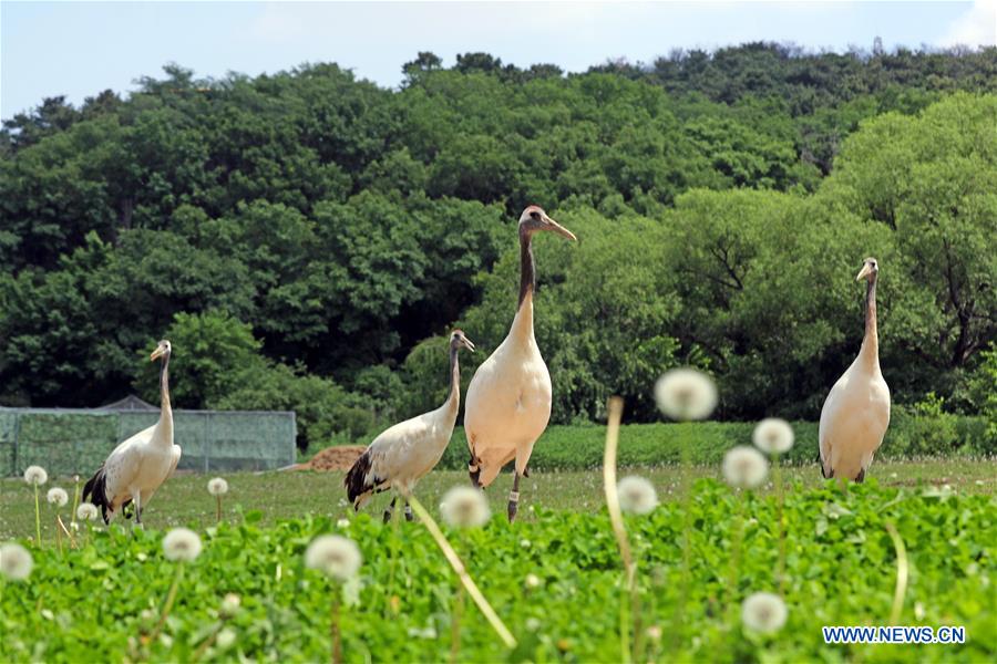 CHINA-SHENYANG-FOREST ZOOLOGICAL GARDEN-RED-CROWNED CRANES (CN)