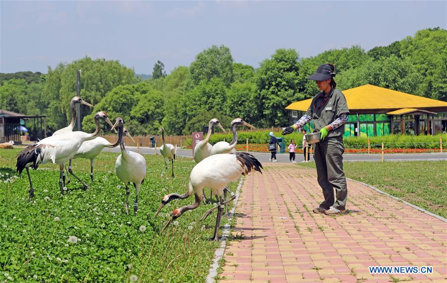 CHINA-SHENYANG-FOREST ZOOLOGICAL GARDEN-RED-CROWNED CRANES (CN)