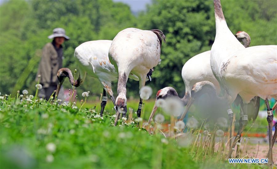 CHINA-SHENYANG-FOREST ZOOLOGICAL GARDEN-RED-CROWNED CRANES (CN)