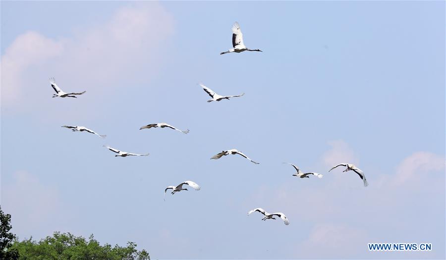 CHINA-SHENYANG-FOREST ZOOLOGICAL GARDEN-RED-CROWNED CRANES (CN)