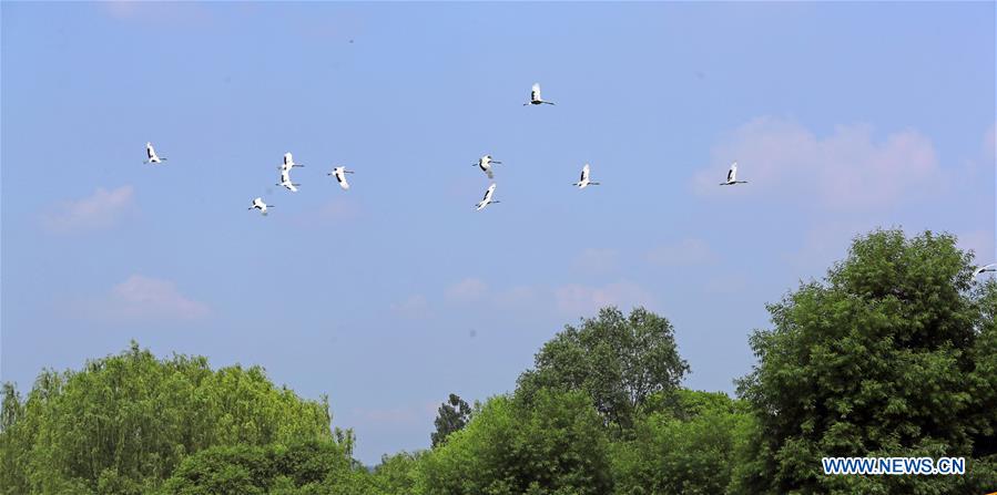 CHINA-SHENYANG-FOREST ZOOLOGICAL GARDEN-RED-CROWNED CRANES (CN)