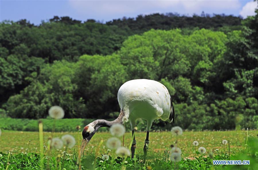 CHINA-SHENYANG-FOREST ZOOLOGICAL GARDEN-RED-CROWNED CRANES (CN)