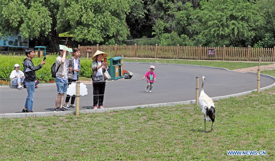 CHINA-SHENYANG-FOREST ZOOLOGICAL GARDEN-RED-CROWNED CRANES (CN)