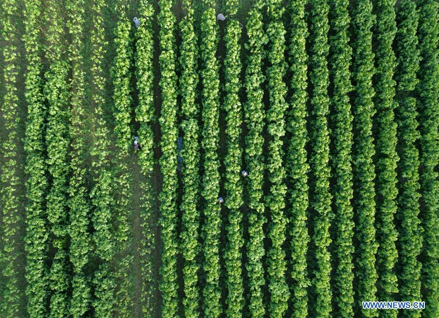 Xinhua Headlines: China echoes UN's environmental call with green drives