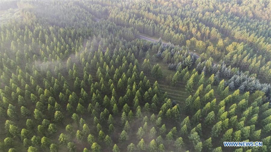 Xinhua Headlines: China echoes UN's environmental call with green drives