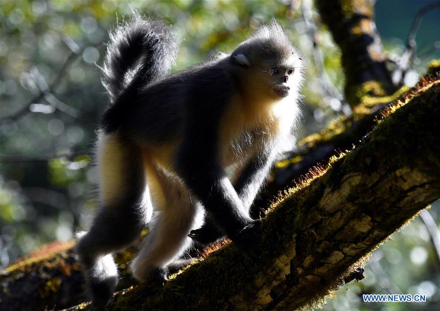 Xinhua Headlines: Saving Yunnan golden hair monkeys