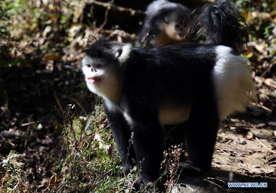Xinhua Headlines: Saving Yunnan golden hair monkeys