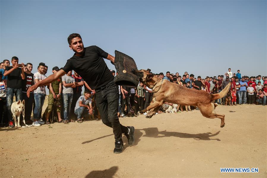 MIDEAST-GAZA-DOG SHOW