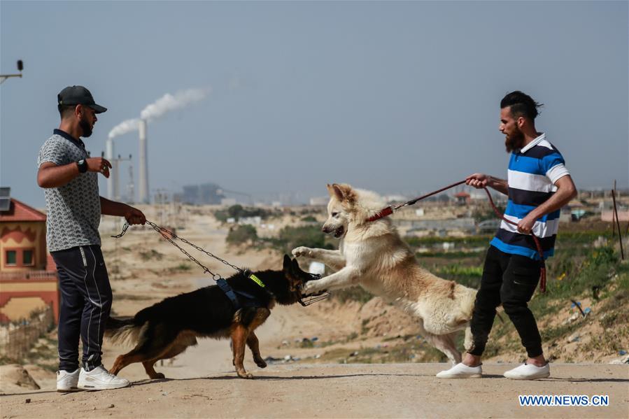 MIDEAST-GAZA-DOG SHOW