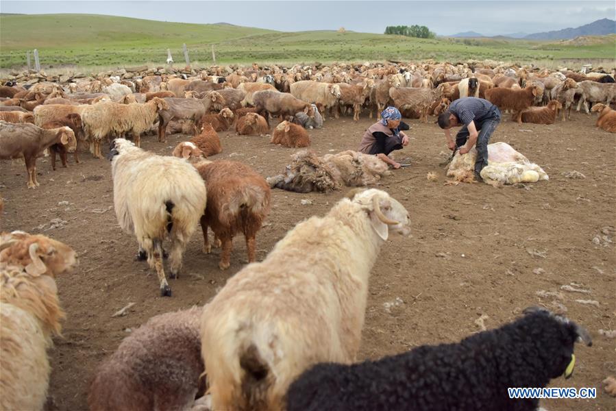 CHINA-XINJIANG-SUMMER PASTURE-SHEEPSHEARING (CN)
