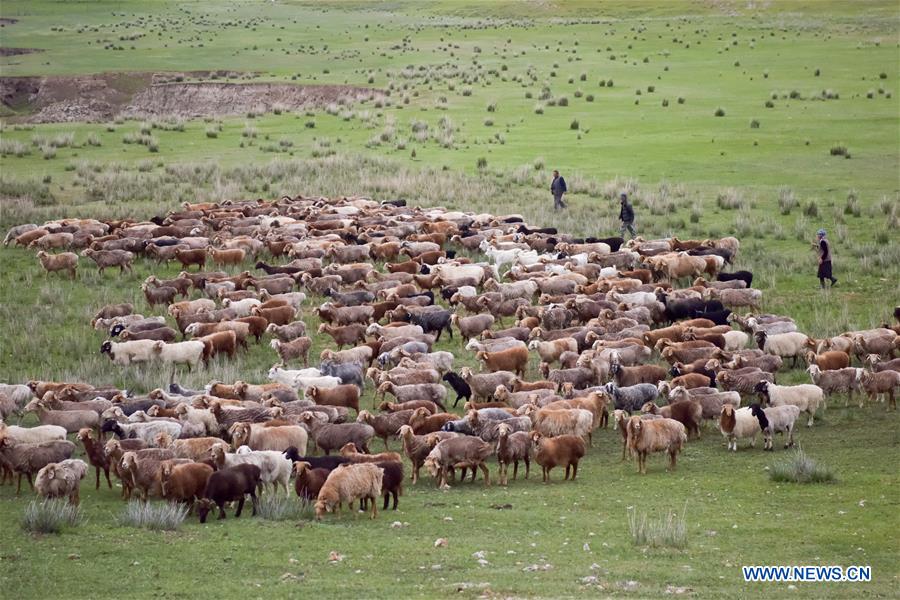 CHINA-XINJIANG-SUMMER PASTURE-SHEEPSHEARING (CN)