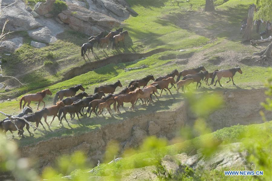 CHINA-XINJIANG-ALTAY-SUMMER PASTURE(CN)