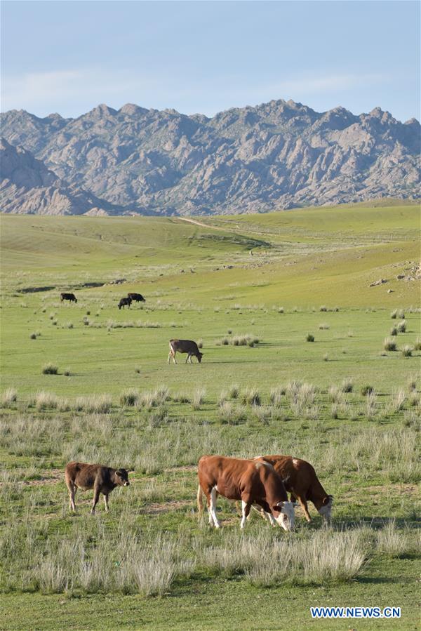 CHINA-XINJIANG-ALTAY-SUMMER PASTURE(CN)