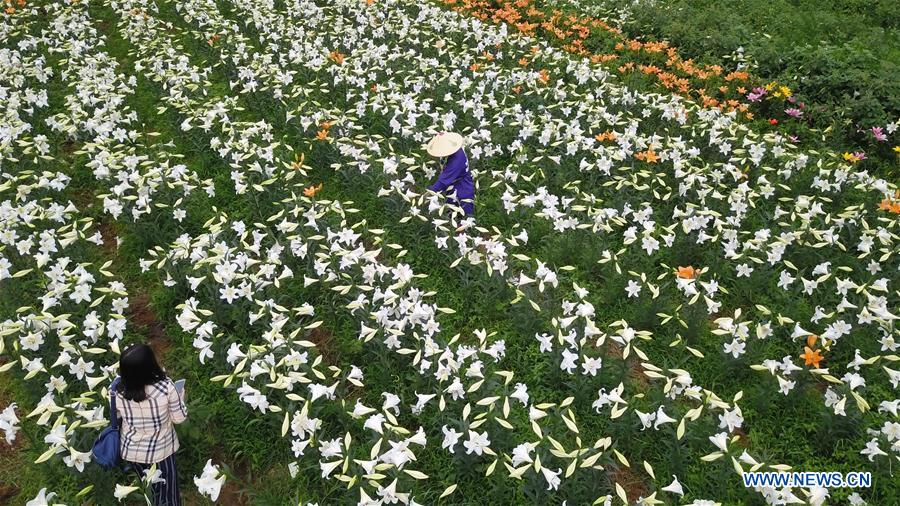CHINA-GUIZHOU-TAIJIANG-LILY FLOWERS (CN)