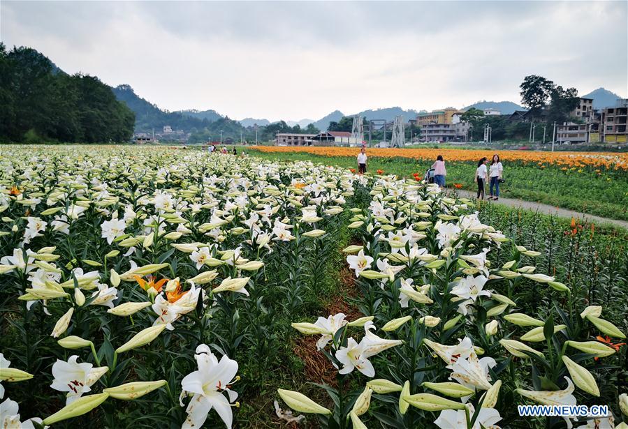 CHINA-GUIZHOU-TAIJIANG-LILY FLOWERS (CN)