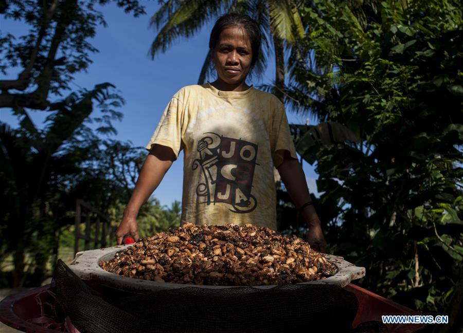 INDONESIA-WEST SULAWESI-DAILY LIFE-COCOA BEANS
