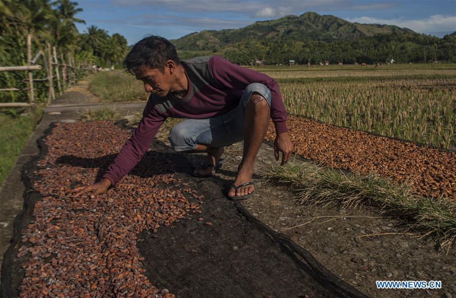 INDONESIA-WEST SULAWESI-DAILY LIFE-COCOA BEANS