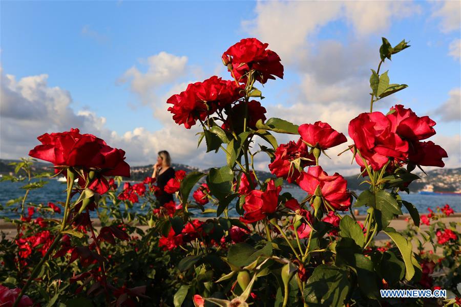 china roses in full bloom in istanbul