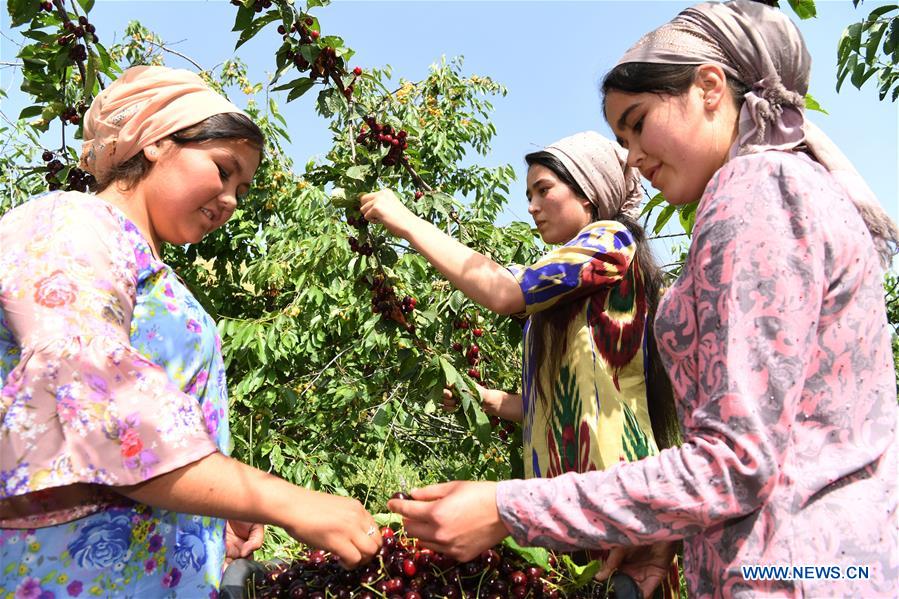 TAJIKISTAN-HISOR-CHERRY-ORCHARD
