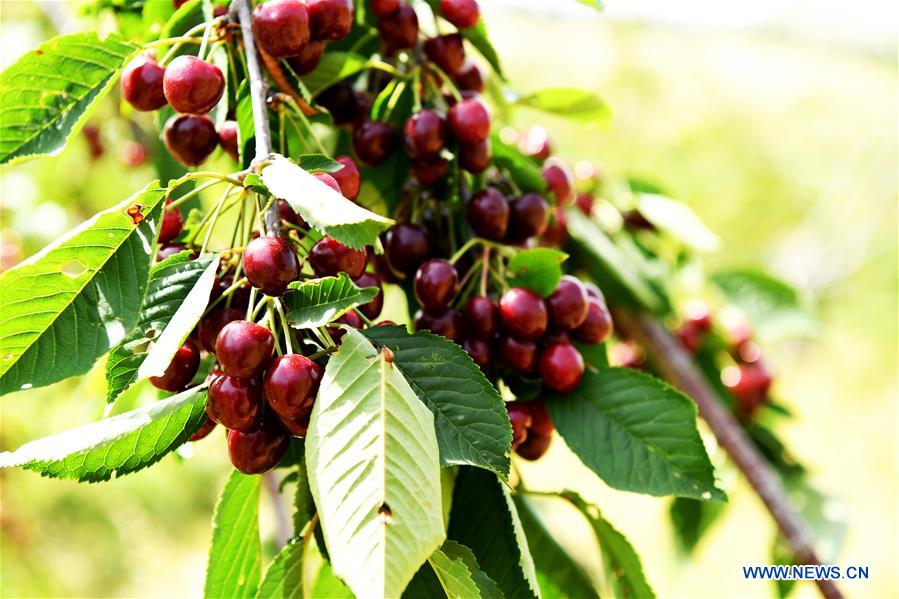 TAJIKISTAN-HISOR-CHERRY-ORCHARD