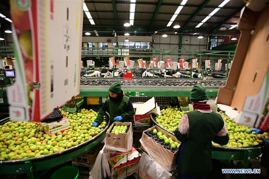 CHILE-SAN FERNANDO-PEAR EXPORTATION