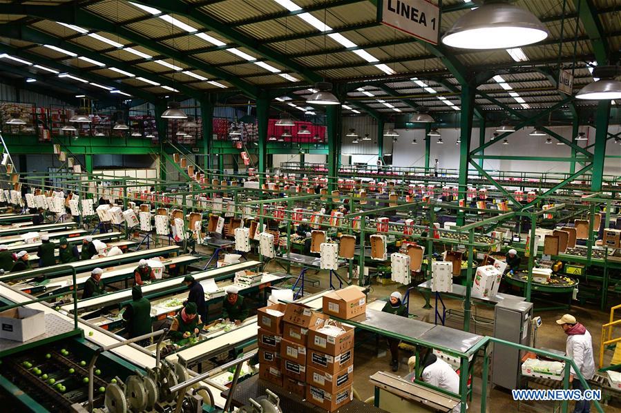 CHILE-SAN FERNANDO-PEAR EXPORTATION