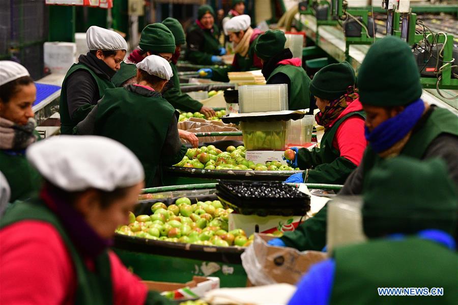 CHILE-SAN FERNANDO-PEAR EXPORTATION