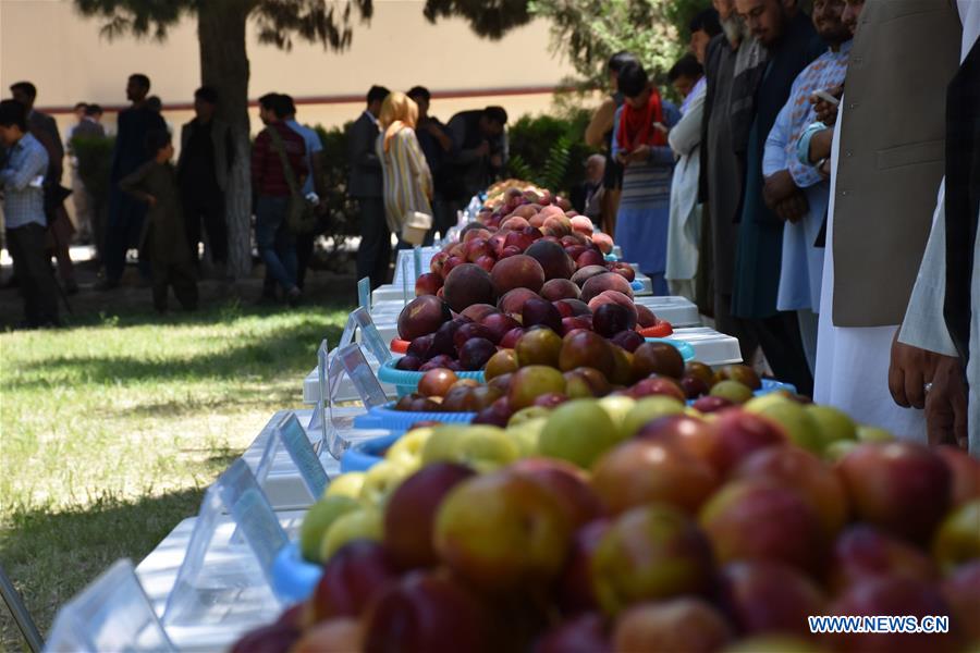 AFGHANISTAN-BALKH-AGRICULTURAL PRODUCTS EXPO