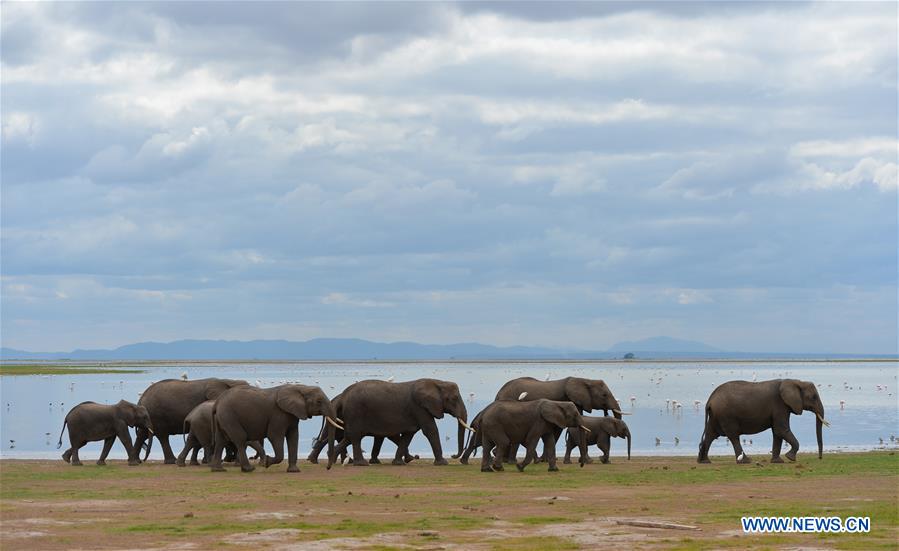 KENYA-AMBOSELI NATIONAL PARK-ANIMAL