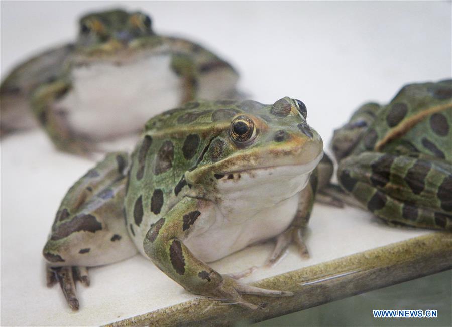 CANADA-VANCOUVER-ENDANGERED FROG TADPOLES-RELEASE