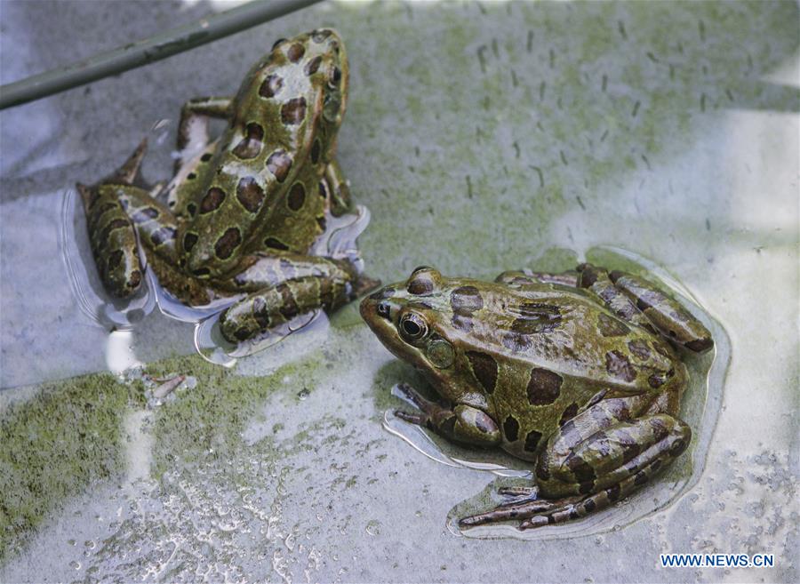 CANADA-VANCOUVER-ENDANGERED FROG TADPOLES-RELEASE