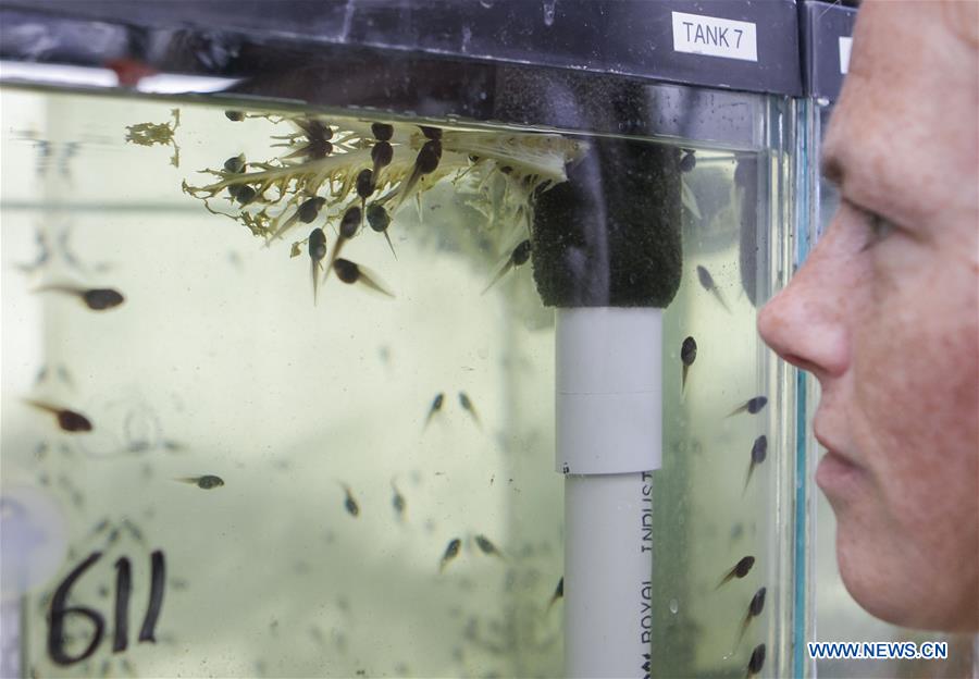 CANADA-VANCOUVER-ENDANGERED FROG TADPOLES-RELEASE