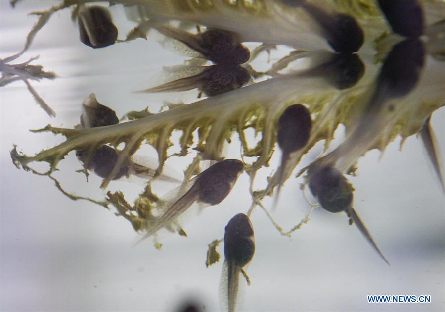 CANADA-VANCOUVER-ENDANGERED FROG TADPOLES-RELEASE