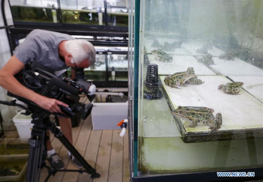 CANADA-VANCOUVER-ENDANGERED FROG TADPOLES-RELEASE