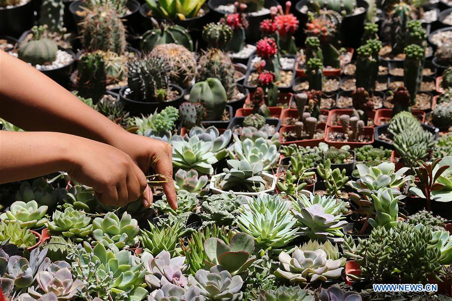 PHILIPPINES-PASAY-CACTUS-SUCCULENT-BROMELIAD-FESTIVAL