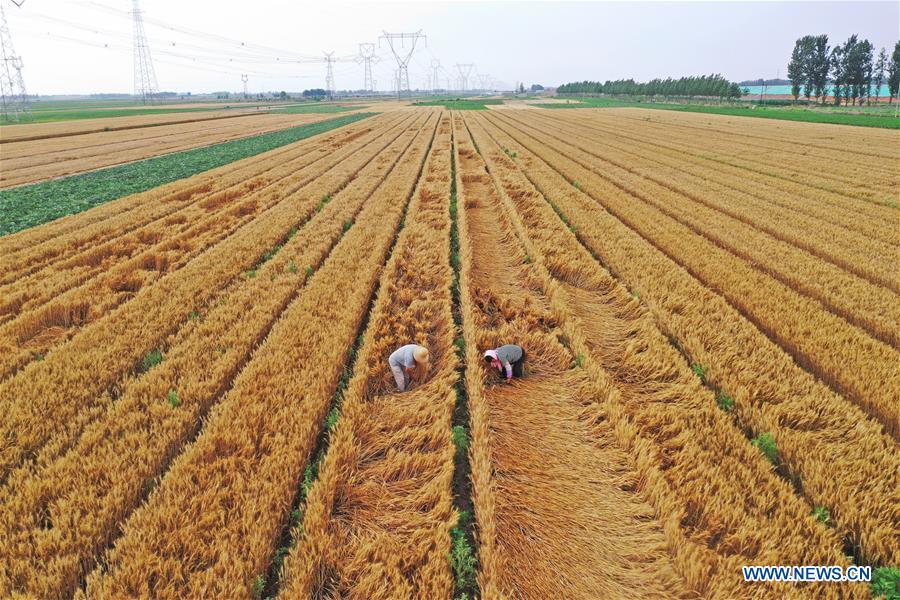 #CHINA-SUMMER SOLSTICE-FARMING (CN)