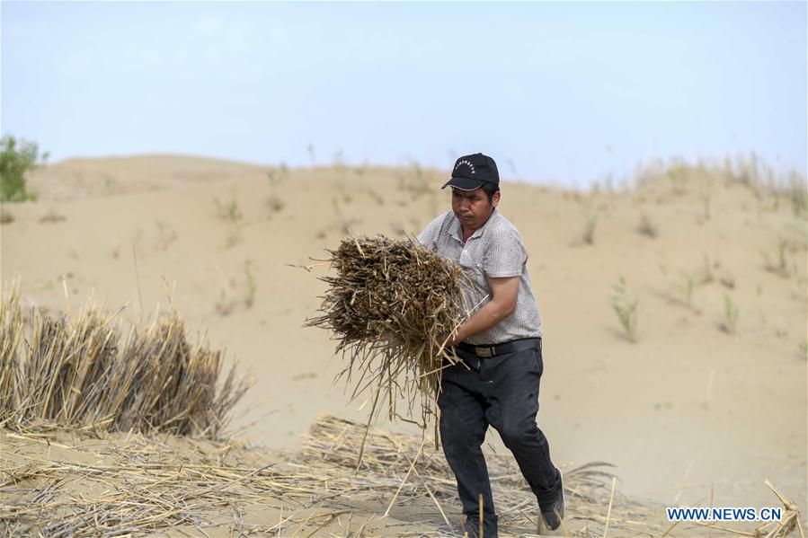 CHINA-XINJIANG-YULI-DESERT CONTROL (CN)