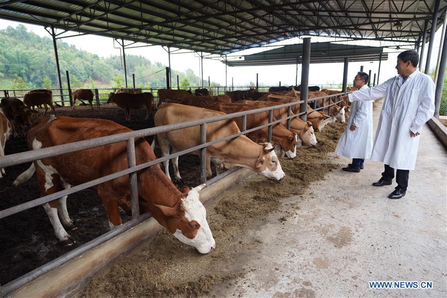 CHINA-YUNNAN-XIMENG-DEVELOPMENT (CN)