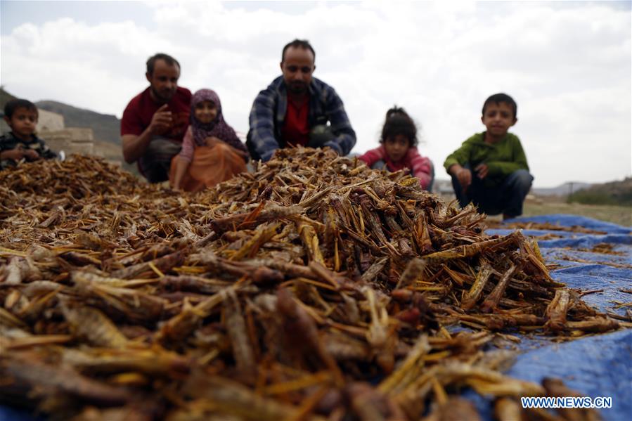 YEMEN-SANAA-LOCUSTS-THREAT