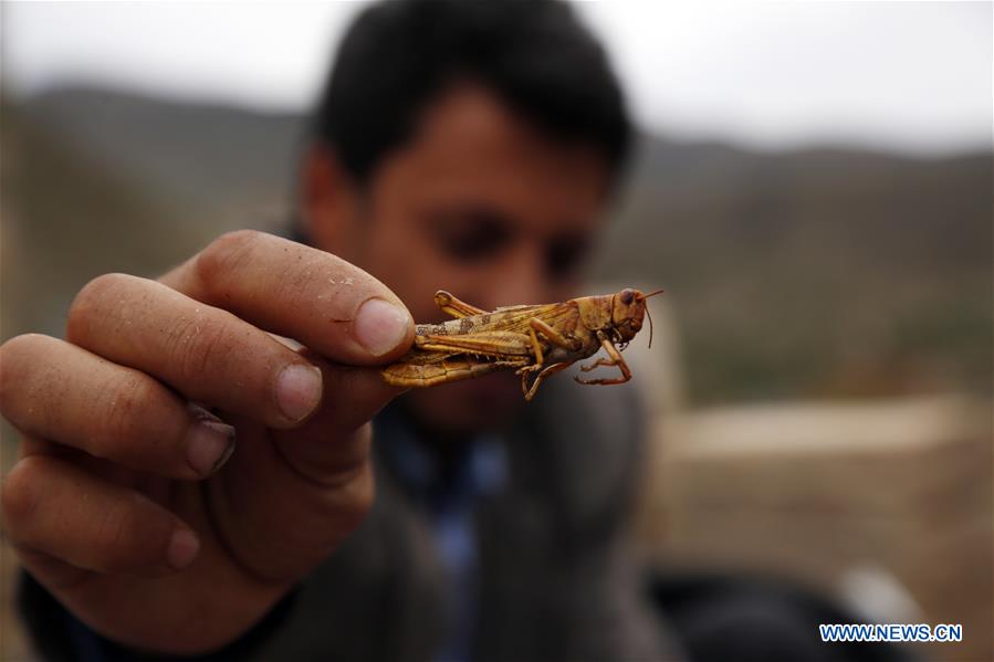 YEMEN-SANAA-LOCUSTS-THREAT