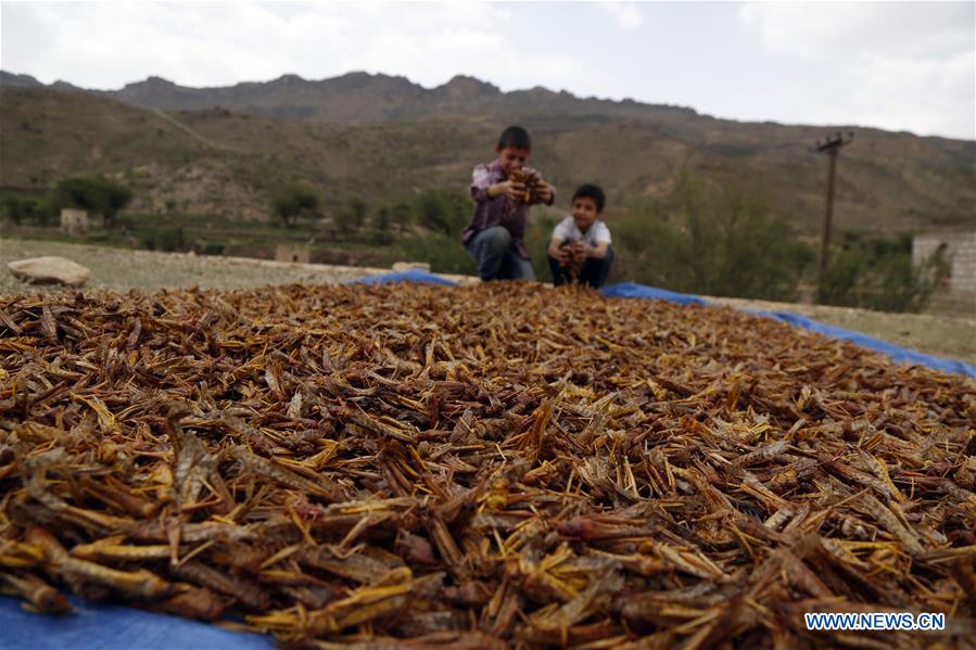 YEMEN-SANAA-LOCUSTS-THREAT
