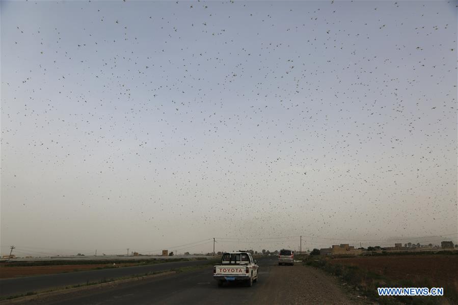 YEMEN-SANAA-LOCUSTS-THREAT