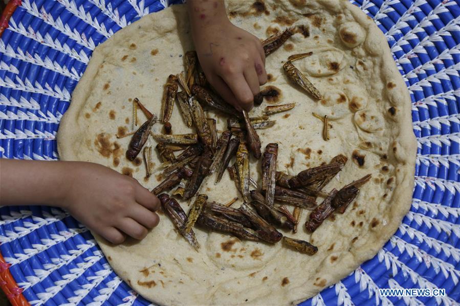 YEMEN-SANAA-LOCUSTS-THREAT