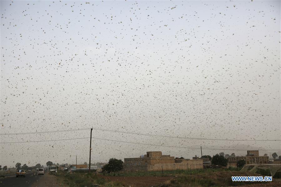YEMEN-SANAA-LOCUSTS-THREAT