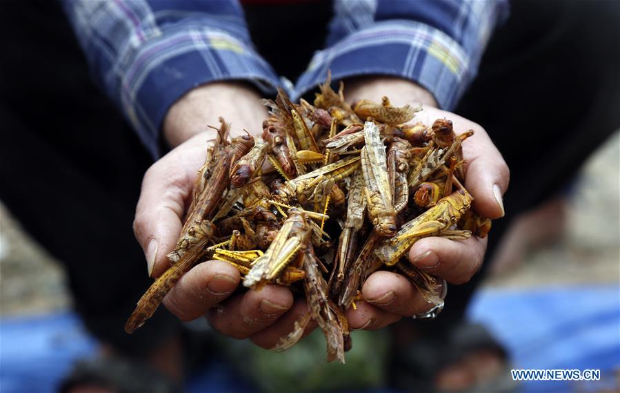 YEMEN-SANAA-LOCUSTS-THREAT