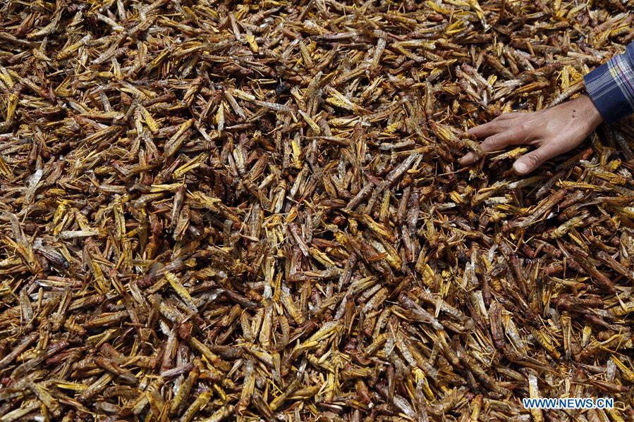 YEMEN-SANAA-LOCUSTS-THREAT
